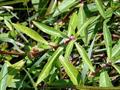 Alternanthera sessilis